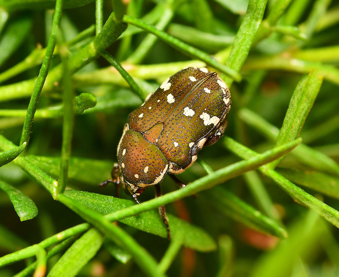 Glycyphana flower beetle The brown flower beetle is usually found feeding on nectar from gum tree flowers. Here, it was seen on native Boronia sp. Glycyphaa stolata or brunnipes. <br />
<br />
Body length 15 mm Australia,Brown flower beetle,Cetoniinae,Cetoniini,Geotagged,Glycyphana,Scarabaeidae,Summer,arthropod,brown flower beetle,fauna,flower chafer,insect,invertebrate,macro,new south wales