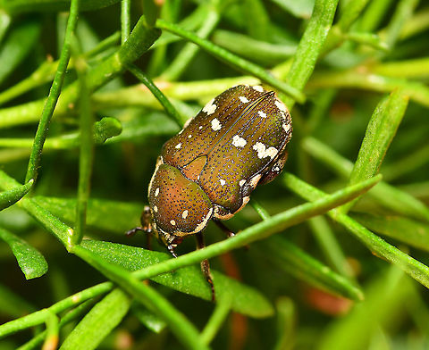 Glycyphana flower beetle The brown flower beetle is usually found feeding on nectar from gum tree flowers. Here, it was seen on native Boronia sp. Glycyphaa stolata or brunnipes. 

Body length 15 mm Australia,Brown flower beetle,Cetoniinae,Cetoniini,Geotagged,Glycyphana,Scarabaeidae,Summer,arthropod,brown flower beetle,fauna,flower chafer,insect,invertebrate,macro,new south wales