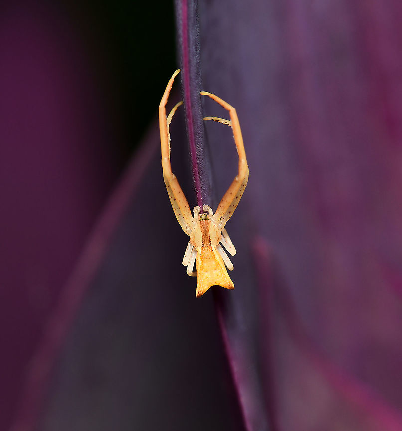 Trapezoid crab spider A pale-coloured spider with a trapezium shaped abdomen. Darker markings follow the line of the body within the margins. <br />
<br />
5 mm body length Arachnid,Araneae,Australia,Geotagged,Macro,Sidymella trapezia,Summer,Thomisidae,Trapezoid crab spider,fauna,flower crab spider,invertebrate,new south wales
