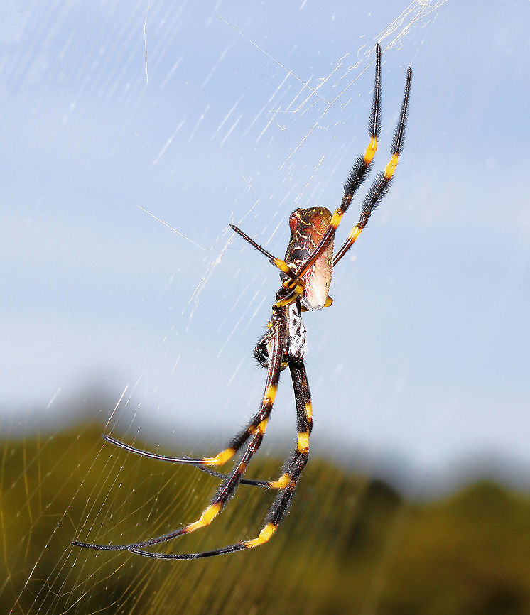 Trichonephila plumipes Female 25 mm body length Arachnid,Araneae,Australia,Geotagged,Nephilidae,Pacific golden orb weaver,Tiger spider,Trichonephila plumipes,arthropod,fauna,invertebrate,macro,new south wales,spider