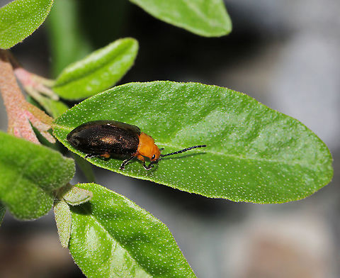 Lamprolina sp. leaf beetle The genus Lamprolina is endemic to this country. The host plants for beetle species within this genus are mainly in family Pittosporaceae. Individual species favoring either Pittosporum or Bursaria.

10 mm body length Australia,Chrysomelidae,Chrysomelinae,Coleoptera,Geotagged,Lamprolina,Leaf beetle,arthropod,fauna,insect,invertebrate,macro,new south wales