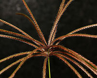 Rhodes grass macro detail It is native to Africa, drought tolerant, cultivated in some areas as graze for animals, now considered an environmental weed in NSW and recent research has shown it has evolved glyphosphate resistance.<br />
<br />
A perennial grass which can reach over 2 m in height. The inflorescence is a whorl of fingerlike racemes up to 15 cm long.<br />
<br />
Due to inclement weather and this plant being a weed, this specimen was taken from a harbourside site and photographed at home.<br />
<br />
https://www.jungledragon.com/image/106753/rhodes_grass.html<br />
<br />
https://www.jungledragon.com/image/106752/rhodes_grass.html Australia,Chloris gayana,Geotagged,Poaceae,Poales,Rhodes grass,Summer,botany,flora,new south wales