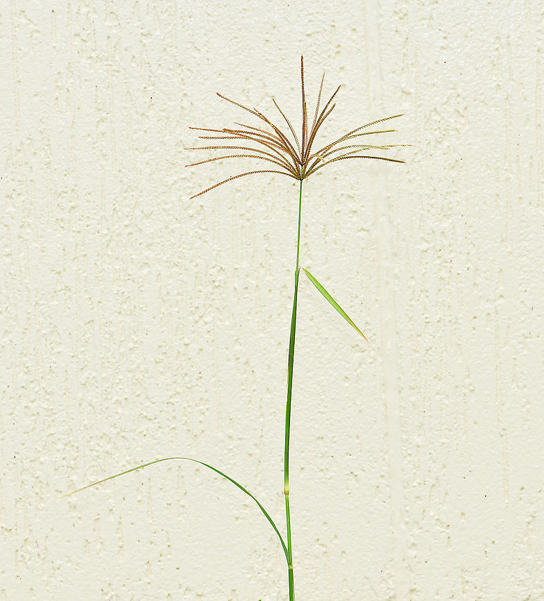 Rhodes grass It is native to Africa, drought tolerant, cultivated in some areas as graze for animals, now considered an environmental weed in NSW and recent research has shown it has evolved glyphosphate resistance. <br />
<br />
A perennial grass which can reach over 2 m in height. The inflorescence is a whorl of fingerlike racemes up to 15 cm long. <br />
<br />
Due to inclement weather and this plant being a weed, this specimen was taken from a harbourside site and photographed at home. <br />
<br />
<figure class="photo"><a href="https://www.jungledragon.com/image/106753/rhodes_grass.html" title="Rhodes grass"><img src="https://s3.amazonaws.com/media.jungledragon.com/images/3314/106753_thumb.jpg?AWSAccessKeyId=05GMT0V3GWVNE7GGM1R2&Expires=1759968010&Signature=MenJsOQ9mKRTAyRGkQFS2RdMCIk%3D" width="200" height="158" alt="Rhodes grass It is native to Africa, drought tolerant, cultivated in some areas as graze for animals, now considered an environmental weed in NSW and recent research has shown it has evolved glyphosphate resistance.<br />
<br />
A perennial grass which can reach over 2 m in height. The inflorescence is a whorl of fingerlike racemes up to 15 cm long.<br />
<br />
Due to inclement weather and this plant being a weed, this specimen was taken from a harbourside site and photographed at home. <br />
<br />
https://www.jungledragon.com/image/106752/rhodes_grass.html<br />
<br />
https://www.jungledragon.com/image/106751/rhodes_grass_macro_detail.html Australia,Chloris gayana,Flora,Geotagged,Poaceae,Poales,Rhodes grass,Summer,botany,new south wales" /></a></figure><br />
<br />
<figure class="photo"><a href="https://www.jungledragon.com/image/106751/rhodes_grass_macro_detail.html" title="Rhodes grass macro detail"><img src="https://s3.amazonaws.com/media.jungledragon.com/images/3314/106751_thumb.jpg?AWSAccessKeyId=05GMT0V3GWVNE7GGM1R2&Expires=1759968010&Signature=AAny28sD7wsC%2BcjbSGI1swTC0Ug%3D" width="200" height="162" alt="Rhodes grass macro detail It is native to Africa, drought tolerant, cultivated in some areas as graze for animals, now considered an environmental weed in NSW and recent research has shown it has evolved glyphosphate resistance.<br />
<br />
A perennial grass which can reach over 2 m in height. The inflorescence is a whorl of fingerlike racemes up to 15 cm long.<br />
<br />
Due to inclement weather and this plant being a weed, this specimen was taken from a harbourside site and photographed at home.<br />
<br />
https://www.jungledragon.com/image/106753/rhodes_grass.html<br />
<br />
https://www.jungledragon.com/image/106752/rhodes_grass.html Australia,Chloris gayana,Geotagged,Poaceae,Poales,Rhodes grass,Summer,botany,flora,new south wales" /></a></figure><br />
<br />
<br />
<br />
 Australia,Chloris gayana,Geotagged,Poaceae,Poales,Rhodes grass,Summer,botany,flora,new south wales
