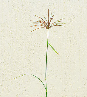 Rhodes grass It is native to Africa, drought tolerant, cultivated in some areas as graze for animals, now considered an environmental weed in NSW and recent research has shown it has evolved glyphosphate resistance. 

A perennial grass which can reach over 2 m in height. The inflorescence is a whorl of fingerlike racemes up to 15 cm long. 

Due to inclement weather and this plant being a weed, this specimen was taken from a harbourside site and photographed at home. 

https://www.jungledragon.com/image/106753/rhodes_grass.html

https://www.jungledragon.com/image/106751/rhodes_grass_macro_detail.html



 Australia,Chloris gayana,Geotagged,Poaceae,Poales,Rhodes grass,Summer,botany,flora,new south wales