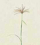 Rhodes grass It is native to Africa, drought tolerant, cultivated in some areas as graze for animals, now considered an environmental weed in NSW and recent research has shown it has evolved glyphosphate resistance. <br />
<br />
A perennial grass which can reach over 2 m in height. The inflorescence is a whorl of fingerlike racemes up to 15 cm long. <br />
<br />
Due to inclement weather and this plant being a weed, this specimen was taken from a harbourside site and photographed at home. <br />
<br />
https://www.jungledragon.com/image/106753/rhodes_grass.html<br />
<br />
https://www.jungledragon.com/image/106751/rhodes_grass_macro_detail.html<br />
<br />
<br />
<br />
 Australia,Chloris gayana,Geotagged,Poaceae,Poales,Rhodes grass,Summer,botany,flora,new south wales