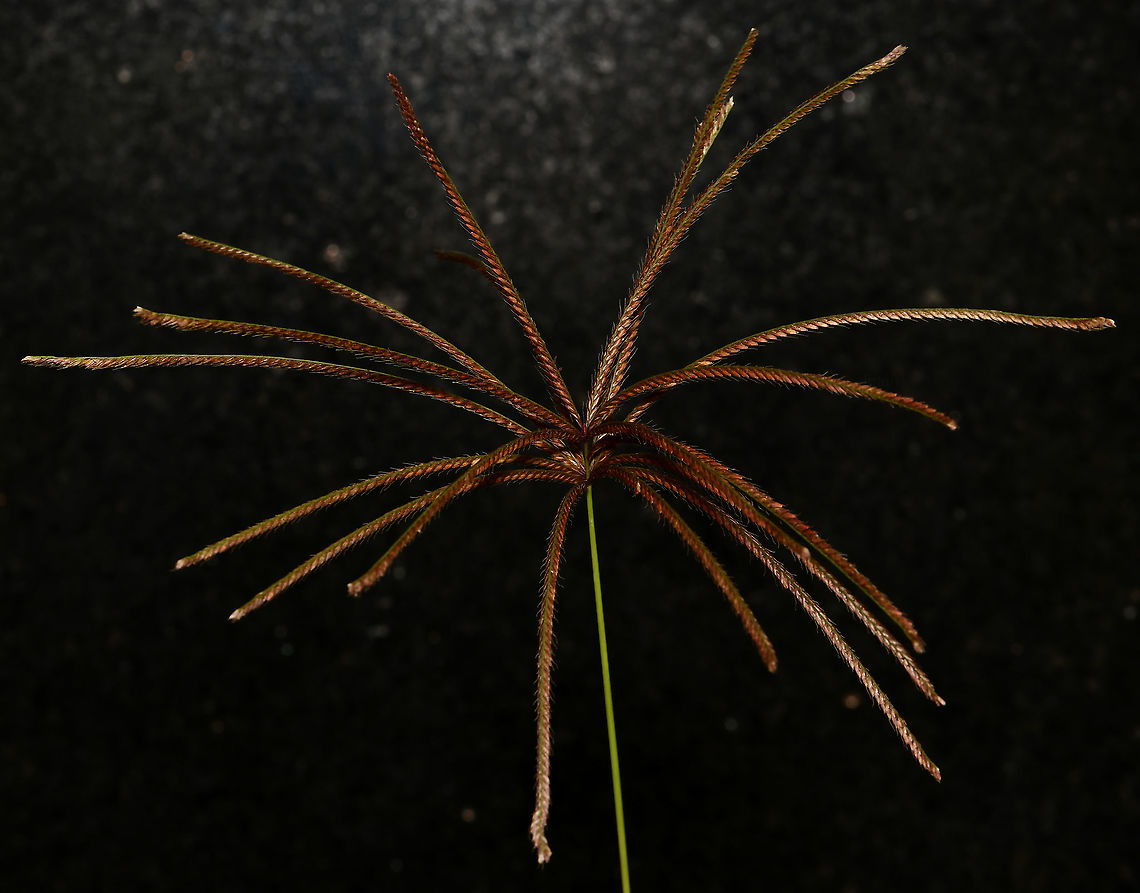 Rhodes grass It is native to Africa, drought tolerant, cultivated in some areas as graze for animals, now considered an environmental weed in NSW and recent research has shown it has evolved glyphosphate resistance.<br />
<br />
A perennial grass which can reach over 2 m in height. The inflorescence is a whorl of fingerlike racemes up to 15 cm long.<br />
<br />
Due to inclement weather and this plant being a weed, this specimen was taken from a harbourside site and photographed at home. <br />
<br />
<figure class="photo"><a href="https://www.jungledragon.com/image/106752/rhodes_grass.html" title="Rhodes grass"><img src="https://s3.amazonaws.com/media.jungledragon.com/images/3314/106752_thumb.jpg?AWSAccessKeyId=05GMT0V3GWVNE7GGM1R2&Expires=1767225610&Signature=D4GWXL9qVrmsRh5kS6eU5%2BU5%2FKU%3D" width="138" height="152" alt="Rhodes grass It is native to Africa, drought tolerant, cultivated in some areas as graze for animals, now considered an environmental weed in NSW and recent research has shown it has evolved glyphosphate resistance. <br />
<br />
A perennial grass which can reach over 2 m in height. The inflorescence is a whorl of fingerlike racemes up to 15 cm long. <br />
<br />
Due to inclement weather and this plant being a weed, this specimen was taken from a harbourside site and photographed at home. <br />
<br />
https://www.jungledragon.com/image/106753/rhodes_grass.html<br />
<br />
https://www.jungledragon.com/image/106751/rhodes_grass_macro_detail.html<br />
<br />
<br />
<br />
 Australia,Chloris gayana,Geotagged,Poaceae,Poales,Rhodes grass,Summer,botany,flora,new south wales" /></a></figure><br />
<br />
<figure class="photo"><a href="https://www.jungledragon.com/image/106751/rhodes_grass_macro_detail.html" title="Rhodes grass macro detail"><img src="https://s3.amazonaws.com/media.jungledragon.com/images/3314/106751_thumb.jpg?AWSAccessKeyId=05GMT0V3GWVNE7GGM1R2&Expires=1767225610&Signature=LYSW1GjfFmTS03bxiTgylsjAZp0%3D" width="200" height="162" alt="Rhodes grass macro detail It is native to Africa, drought tolerant, cultivated in some areas as graze for animals, now considered an environmental weed in NSW and recent research has shown it has evolved glyphosphate resistance.<br />
<br />
A perennial grass which can reach over 2 m in height. The inflorescence is a whorl of fingerlike racemes up to 15 cm long.<br />
<br />
Due to inclement weather and this plant being a weed, this specimen was taken from a harbourside site and photographed at home.<br />
<br />
https://www.jungledragon.com/image/106753/rhodes_grass.html<br />
<br />
https://www.jungledragon.com/image/106752/rhodes_grass.html Australia,Chloris gayana,Geotagged,Poaceae,Poales,Rhodes grass,Summer,botany,flora,new south wales" /></a></figure> Australia,Chloris gayana,Flora,Geotagged,Poaceae,Poales,Rhodes grass,Summer,botany,new south wales