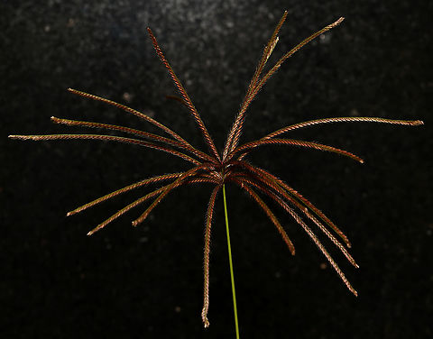 Rhodes grass It is native to Africa, drought tolerant, cultivated in some areas as graze for animals, now considered an environmental weed in NSW and recent research has shown it has evolved glyphosphate resistance.

A perennial grass which can reach over 2 m in height. The inflorescence is a whorl of fingerlike racemes up to 15 cm long.

Due to inclement weather and this plant being a weed, this specimen was taken from a harbourside site and photographed at home. 

https://www.jungledragon.com/image/106752/rhodes_grass.html

https://www.jungledragon.com/image/106751/rhodes_grass_macro_detail.html Australia,Chloris gayana,Flora,Geotagged,Poaceae,Poales,Rhodes grass,Summer,botany,new south wales