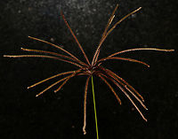 Rhodes grass It is native to Africa, drought tolerant, cultivated in some areas as graze for animals, now considered an environmental weed in NSW and recent research has shown it has evolved glyphosphate resistance.<br />
<br />
A perennial grass which can reach over 2 m in height. The inflorescence is a whorl of fingerlike racemes up to 15 cm long.<br />
<br />
Due to inclement weather and this plant being a weed, this specimen was taken from a harbourside site and photographed at home. <br />
<br />
https://www.jungledragon.com/image/106752/rhodes_grass.html<br />
<br />
https://www.jungledragon.com/image/106751/rhodes_grass_macro_detail.html Australia,Chloris gayana,Flora,Geotagged,Poaceae,Poales,Rhodes grass,Summer,botany,new south wales
