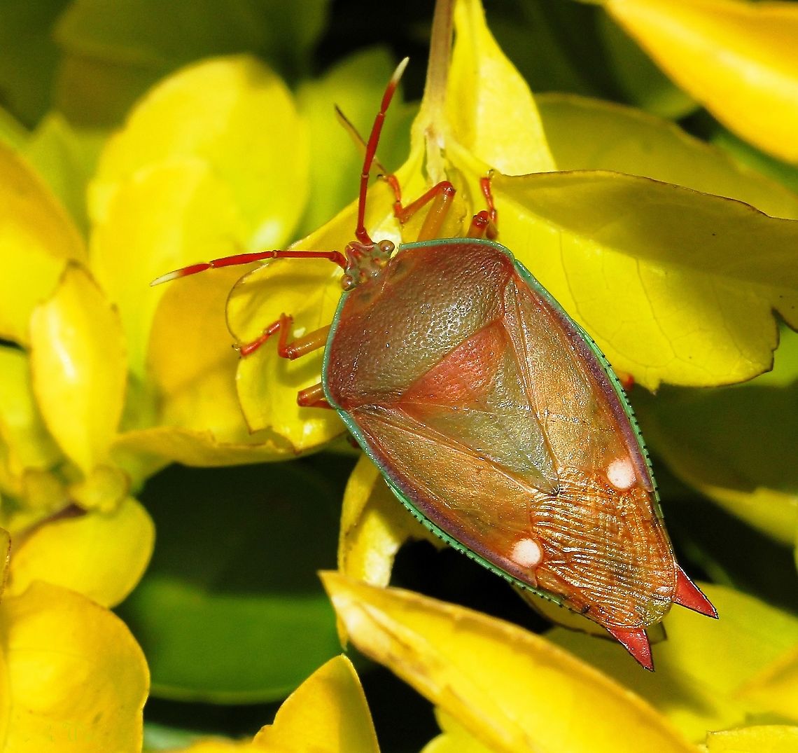 Lyramorpha rosea A fine looking stink bug identified by Westwood in 1837. I was unsure at first as to ID, knowing what Lyramorpha rosea look like. The ID was given to me by Philippe Magnien in Paris who is compiling the illustrated world catalogue of Tessaratomidae. He has used this shot for the catalogue. <br />
<br />
 Australia,Geotagged,Lychee Stink Bug,Lyramorpha rosea,Summer,Tessaratomidae,arthropod,fauna,hemiptera,insect,invertebrate,macro,new south wales,true bug