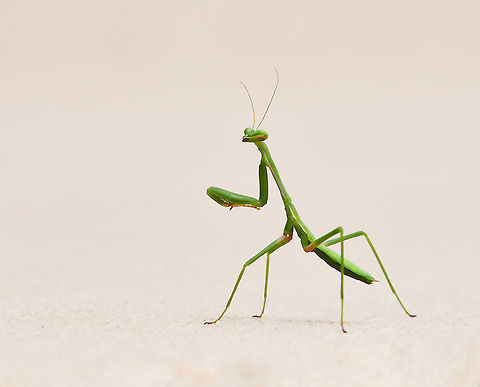 Pseudomantis albofimbriata nymph Found this tiny character on a wall and even at this age and size, manifesting solid attitude and panache.

30 mm body length Australia,False garden mantis,Geotagged,Mantidae,Mantodea,Pseudomantis albofimbriata,Summer,arthropod,fauna,insect,invertebrate,macro,new south wales