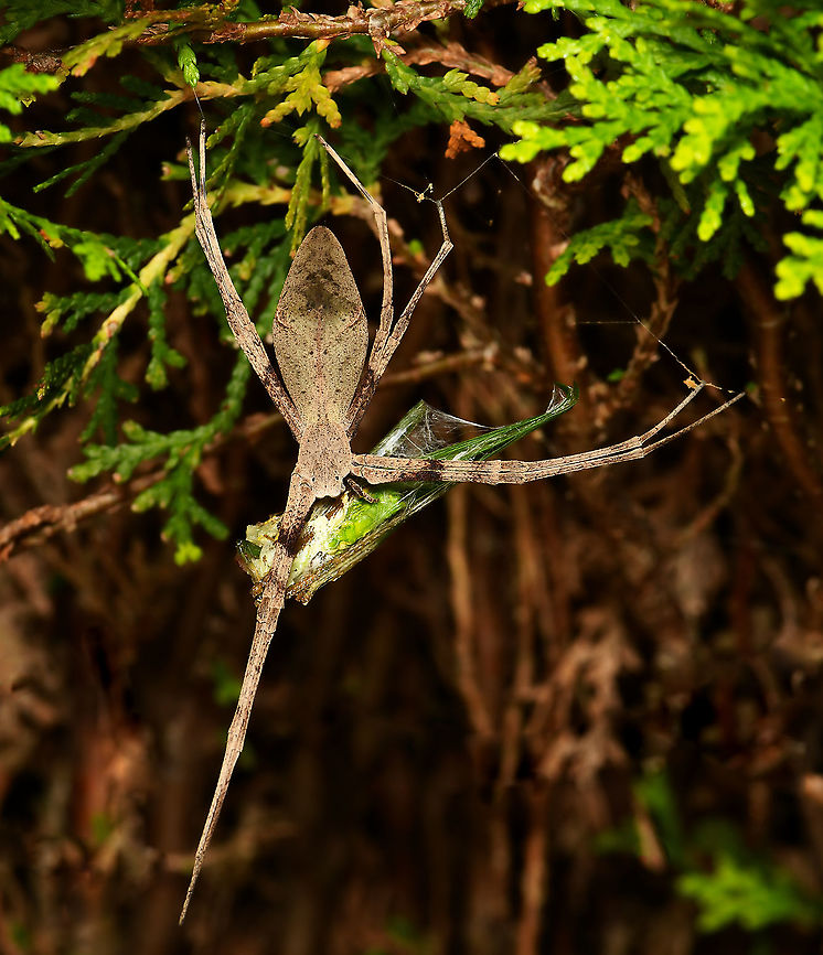 Deinopis subrufa dorsal with prey Update January 21, 2020....I initially misidentified this net-caster as Deinopis ravida due to the abdomen shape. (Although similar, D. ravida and D. subrufa are recognised as separate species). She&#039;s been hanging around on a bush by my front door for several weeks. I&#039;d noticed a male some time ago and then, much to my joy and excitement, I found her tucked in to a corner of my porch with an egg sac a week ago, so I wonder if this abdomen may have been full of eggs when I took this shot. <br />
<br />
Female body length 25 mm Araneae,Australia,Common net-casting spider,Deinopidae,Deinopis subrufa,Geotagged,Summer,arachnid,arthropod,fauna,invertebrate,macro,net-caster spider,new south wales,ogre spider