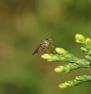 Superfamily Empidoidea Very small fly, less than 10 mm.  Australia,Diptera,Geotagged,Spring,arthropod,empidoidea,fauna,insect,invertebrate,macro,new south wales