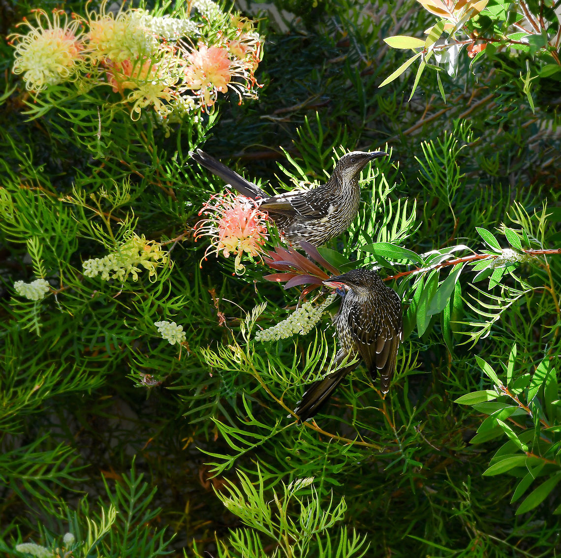 Little wattlebird pair Found in coastal and sub-coastal east/south-east of this country. <br />
<br />
The little wattlebird is a medium sized honeyeater, but is the smallest of the wattlebirds. It is mostly dark grey-brown above, with faint white shafts on each of the feathers. The underparts are grey and are heavily streaked with white. In flight, there is a large rufous patch in the wings. The eye is blue-grey. The sexes look similar. <br />
<br />
25 cm length Anthochaera chrysoptera,Australia,Aves,Geotagged,Little Wattlebird,Meliphagidae,Passeriformes,Summer,brush wattlebird,fauna,new south wales,vertebrate