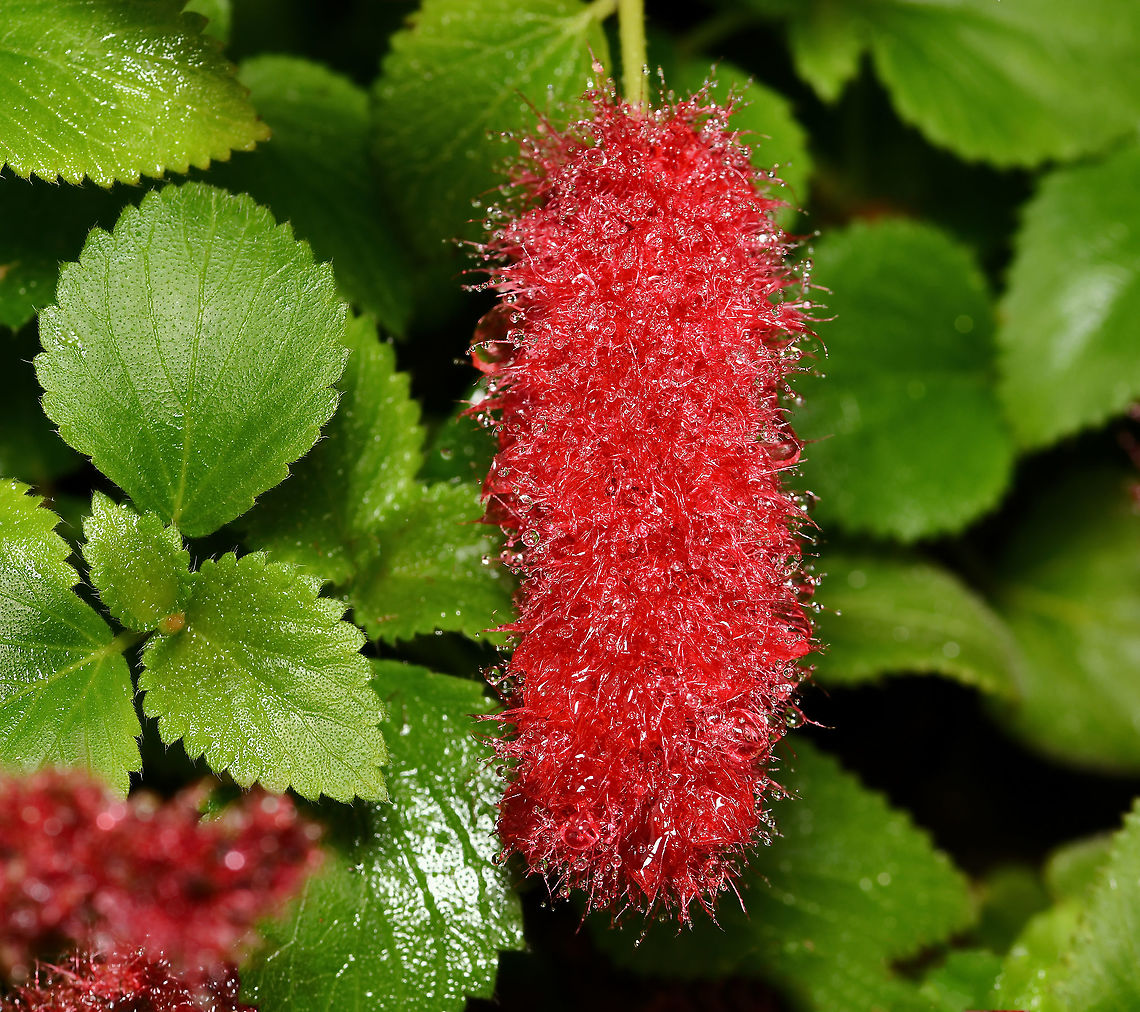 Dwarf chenille plant Native to Florida and the Caribbean. A bushy shrub with a low growing habit, ovate green leaves with a serrated margin.<br />
<br />
Producing pinky-red catkin like woolly tail flowers up to 10 cm long, in summer and autumn.<br />
<br />
This is &#039;Stephie&#039; cultivar.<br />
<br />
<figure class="photo"><a href="https://www.jungledragon.com/image/92652/dwarf_chenille_plant.html" title="Dwarf chenille plant"><img src="https://s3.amazonaws.com/media.jungledragon.com/images/3314/92652_thumb.jpg?AWSAccessKeyId=05GMT0V3GWVNE7GGM1R2&Expires=1759968010&Signature=T5NB01j521XyONYaW6wwBEhZxw0%3D" width="200" height="194" alt="Dwarf chenille plant Native to Florida and the Caribbean. A bushy shrub with a low growing habit, ovate green leaves with a serrated margin.<br />
<br />
Producing pinky-red catkin like woolly tail flowers up to 10 cm long, in summer and autumn.<br />
<br />
This is &#039;Stephie&#039; cultivar. <br />
<br />
https://www.jungledragon.com/image/107198/dwarf_chenille_plant.html<br />
<br />
 Acalypha chamaedrifolia,Acalypha reptans,Australia,Chenille plant,Dwarf Chenille plant,Euphorbiaceae,Everglades Copperleaf plant,Fall,Firetail plant,Flora,Geotagged,Malpighiales,autumn,botany,new south wales,plant,red flowers" /></a></figure> Acalypha chamaedrifolia,Acalypha reptans,Australia,Botany,Chenille Plant,Dwarf chenille plant,Euphorbiaceae,Everglades copperleaf plant,Flora,Geotagged,Malpighiales,Summer,red flowers