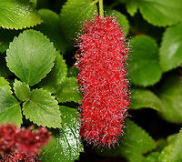 Dwarf chenille plant Native to Florida and the Caribbean. A bushy shrub with a low growing habit, ovate green leaves with a serrated margin.<br />
<br />
Producing pinky-red catkin like woolly tail flowers up to 10 cm long, in summer and autumn.<br />
<br />
This is 'Stephie' cultivar.<br />
<br />
https://www.jungledragon.com/image/92652/dwarf_chenille_plant.html Acalypha chamaedrifolia,Acalypha reptans,Australia,Botany,Chenille Plant,Dwarf chenille plant,Euphorbiaceae,Everglades copperleaf plant,Flora,Geotagged,Malpighiales,Summer,red flowers