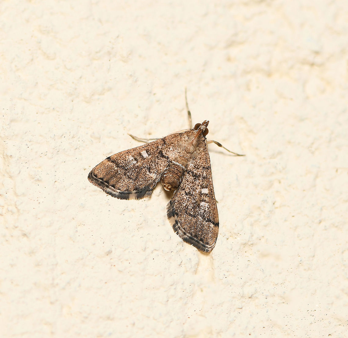 Nacoleia rhoeoalis It is thought that these tiny moths live in the ground litter in schlerophyll woodlands. In captivity, the caterpillars have been raised on the dead leaves of gum trees. <br />
<br />
Wingspan 10 mm Australia,Crambidae,Fall,Geotagged,Lepidoptera,Nacoleia rhoeoalis,Spilomelinae,arthropod,autumn,fauna,insect,invertebrate,macro,new south wales