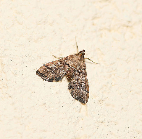 Nacoleia rhoeoalis It is thought that these tiny moths live in the ground litter in schlerophyll woodlands. In captivity, the caterpillars have been raised on the dead leaves of gum trees. 

Wingspan 10 mm Australia,Crambidae,Fall,Geotagged,Lepidoptera,Nacoleia rhoeoalis,Spilomelinae,arthropod,autumn,fauna,insect,invertebrate,macro,new south wales