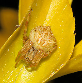 Backobourkia orb weaver Backobourkia is an example of one of the spiders that make the familiar vertical orb-web usually at face level. 

The web is usually eaten after a night's use and renewed the next evening. During the day the spiders remain in a hiding place  nearby such as here on a Duranta repens leaf. 

This is a pale form, matching perfectly to its surroundings. The pattern of projections on the upper surface of the abdomen is characteristic of this genus. As of April 2019, genus Backobourkia contains only three species: B. brouni, B. collina, and B. heroine. B.brouni tend to dominate here in the east. 

Body length 15mm. 


 Araneae,Araneidae,Australia,Backobourkia brouni,Geotagged,Summer,arachnid,arthropod,fauna,invertebrate,macro,new south wales,orb weaver
