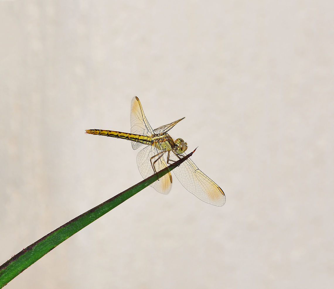 Diplacodes haematodes This species of dragonfly is recorded from all mainland states/territories of Australia and is also known from Indonesia and Papua New Guinea, together with various other Pacific Islands. Common in habitats with hot sunny exposed sites.<br />
<br />
Mature males are bright red, females, as here, (evidenced by the abdomen, a slightly tapered cylinder) are yellow - both with no discernible markings.<br />
<br />
35 mm body length<br />
<br />
<br />
<br />
<br />
 Australia,Diplacodes haematodes,Geotagged,Libellulidae,Odonata,Scarlet Percher,Summer,arthropod,fauna,insect,invertebrate,macro,new south wales,scarlet percher
