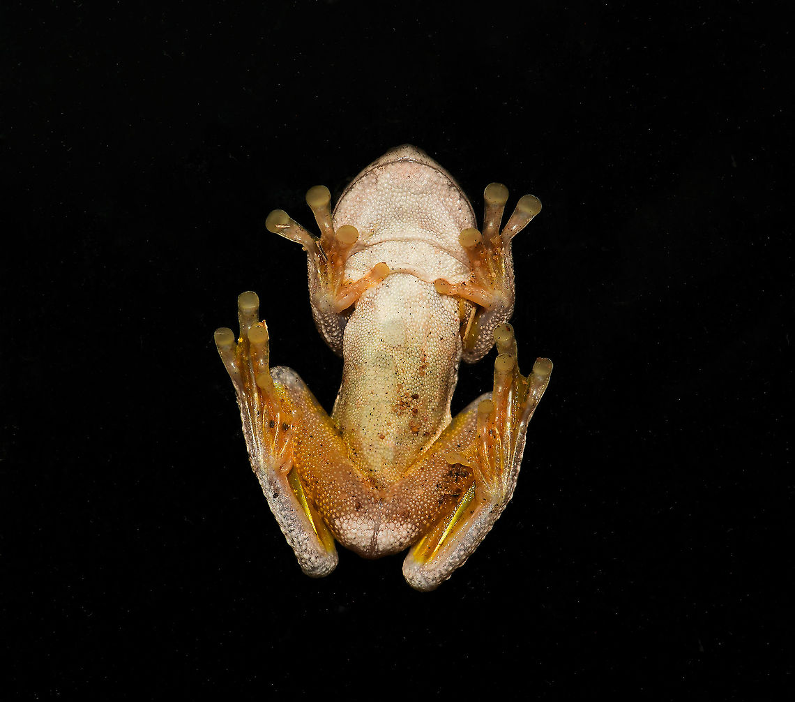 Tyler's tree frog ventral NB. not captive....a night time visitor to the house, indeed a high-up second floor window. These frogs are well used to climbing and in fact do not like water that much. It is native to eastern Australia, occurring from southeast Queensland to the south coast of New South Wales. It is generally a coastal species and is not found inland.<br />
<br />
This was 4 cm from tip of snout to rear end, so not fully grown. I was able to stand on a chair and get a look at the eyes to confirm identification - similar looking Tyler&#039;s and Peron&#039;s have pupils which appear cross-shaped which this frog had, but Tyler&#039;s frogs do not have the strong black and yellow marbling on the inside of the legs and armpits and has only faint yellow/orange/brown marbling as seen here.  Anura,Australia,Geotagged,Hylidae,Litoria tyleri,Pelodryadidae,Southern laughing tree frog,Summer,Tyler's tree frog,Tylers tree frog,amphibian,fauna,new south wales,vertebrate