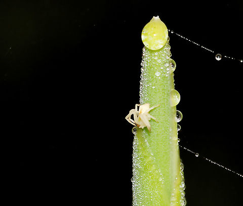 Sidymella sp. crab spider So very tiny, perhaps a juvenile. I'm thinking S. rubrosignata but not confident enough to place ID as yet. 

3 mm body length Araneae,Australia,Crab spider,Flower Spider,Geotagged,Sidymella,Summer,Thomisidae,arachnid,fauna,invertebrate,macro,new south wales