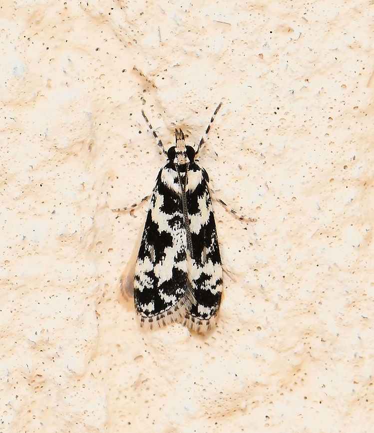 Eudonia aphrodes Wingspan 15 mm Australia,Crambidae,Eudonia aphrodes,Geotagged,Lepidoptera,Summer,arthropod,fauna,insect,invertebrate,macro,new south wales