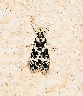 Eudonia aphrodes Wingspan 15 mm Australia,Crambidae,Eudonia aphrodes,Geotagged,Lepidoptera,Summer,arthropod,fauna,insect,invertebrate,macro,new south wales