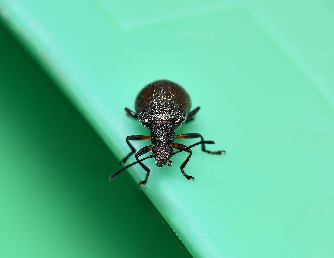 Ecnolagria sp. anterior Ecnolagria cf. tomentosa<br />
A Tenebrionid in the subfamily of long-jointed beetles, Lagriinae.<br />
<br />
20 mm length<br />
<br />
<figure class="photo"><a href="https://www.jungledragon.com/image/107599/ecnolagria_sp._dorsal.html" title="Ecnolagria sp. dorsal"><img src="https://s3.amazonaws.com/media.jungledragon.com/images/3314/107599_thumb.jpg?AWSAccessKeyId=05GMT0V3GWVNE7GGM1R2&Expires=1759968010&Signature=%2BXNikIb%2FJlM3OXBe3yv6xHYIrmA%3D" width="200" height="164" alt="Ecnolagria sp. dorsal Ecnolagria cf. tomentosa<br />
A Tenebrionid in the subfamily of long-jointed beetles, Lagriinae.<br />
<br />
20 mm length<br />
<br />
https://www.jungledragon.com/image/107598/ecnolagria_sp._anterior.html<br />
<br />
https://www.jungledragon.com/image/107600/ecnolagria_sp._lateral.html Australia,Coleoptera,Ecnolagria,Geotagged,Lagriinae,Summer,Tenebrionidae,arthropod,fauna,insect,invertebrate,macro,new south wales" /></a></figure><br />
<br />
<figure class="photo"><a href="https://www.jungledragon.com/image/107600/ecnolagria_sp._lateral.html" title="Ecnolagria sp. lateral"><img src="https://s3.amazonaws.com/media.jungledragon.com/images/3314/107600_thumb.jpg?AWSAccessKeyId=05GMT0V3GWVNE7GGM1R2&Expires=1759968010&Signature=Q%2Ffdrs6n8RWTABvJMQAsvd28Fpk%3D" width="200" height="168" alt="Ecnolagria sp. lateral Ecnolagria cf. tomentosa<br />
A Tenebrionid in the subfamily of long-jointed beetles, Lagriinae.<br />
<br />
20 mm length<br />
<br />
https://www.jungledragon.com/image/107598/ecnolagria_sp._anterior.html<br />
<br />
https://www.jungledragon.com/image/107599/ecnolagria_sp._dorsal.html Australia,Coleoptera,Geotagged,Lagriinae,Summer,Tenebrionidae,arthropod,fauna,insect,invertebrate,macro,new south wales" /></a></figure><br />
<br />
 Australia,Coleoptera,Ecnolagria,Geotagged,Lagriinae,Summer,Tenebrionidae,arthropod,fauna,insect,invertebrate,macro,new south wales