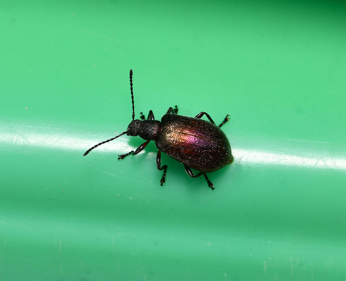 Ecnolagria sp. dorsal Ecnolagria cf. tomentosa<br />
A Tenebrionid in the subfamily of long-jointed beetles, Lagriinae.<br />
<br />
20 mm length<br />
<br />
<figure class="photo"><a href="https://www.jungledragon.com/image/107598/ecnolagria_sp._anterior.html" title="Ecnolagria sp. anterior"><img src="https://s3.amazonaws.com/media.jungledragon.com/images/3314/107598_thumb.jpg?AWSAccessKeyId=05GMT0V3GWVNE7GGM1R2&Expires=1759968010&Signature=dF2Zi1bFkBtAph78Xr05XFJTZqQ%3D" width="200" height="156" alt="Ecnolagria sp. anterior Ecnolagria cf. tomentosa<br />
A Tenebrionid in the subfamily of long-jointed beetles, Lagriinae.<br />
<br />
20 mm length<br />
<br />
https://www.jungledragon.com/image/107599/ecnolagria_sp._dorsal.html<br />
<br />
https://www.jungledragon.com/image/107600/ecnolagria_sp._lateral.html<br />
<br />
 Australia,Coleoptera,Ecnolagria,Geotagged,Lagriinae,Summer,Tenebrionidae,arthropod,fauna,insect,invertebrate,macro,new south wales" /></a></figure><br />
<br />
<figure class="photo"><a href="https://www.jungledragon.com/image/107600/ecnolagria_sp._lateral.html" title="Ecnolagria sp. lateral"><img src="https://s3.amazonaws.com/media.jungledragon.com/images/3314/107600_thumb.jpg?AWSAccessKeyId=05GMT0V3GWVNE7GGM1R2&Expires=1759968010&Signature=Q%2Ffdrs6n8RWTABvJMQAsvd28Fpk%3D" width="200" height="168" alt="Ecnolagria sp. lateral Ecnolagria cf. tomentosa<br />
A Tenebrionid in the subfamily of long-jointed beetles, Lagriinae.<br />
<br />
20 mm length<br />
<br />
https://www.jungledragon.com/image/107598/ecnolagria_sp._anterior.html<br />
<br />
https://www.jungledragon.com/image/107599/ecnolagria_sp._dorsal.html Australia,Coleoptera,Geotagged,Lagriinae,Summer,Tenebrionidae,arthropod,fauna,insect,invertebrate,macro,new south wales" /></a></figure> Australia,Coleoptera,Ecnolagria,Geotagged,Lagriinae,Summer,Tenebrionidae,arthropod,fauna,insect,invertebrate,macro,new south wales