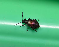 Ecnolagria sp. dorsal Ecnolagria cf. tomentosa<br />
A Tenebrionid in the subfamily of long-jointed beetles, Lagriinae.<br />
<br />
20 mm length<br />
<br />
https://www.jungledragon.com/image/107598/ecnolagria_sp._anterior.html<br />
<br />
https://www.jungledragon.com/image/107600/ecnolagria_sp._lateral.html Australia,Coleoptera,Ecnolagria,Geotagged,Lagriinae,Summer,Tenebrionidae,arthropod,fauna,insect,invertebrate,macro,new south wales