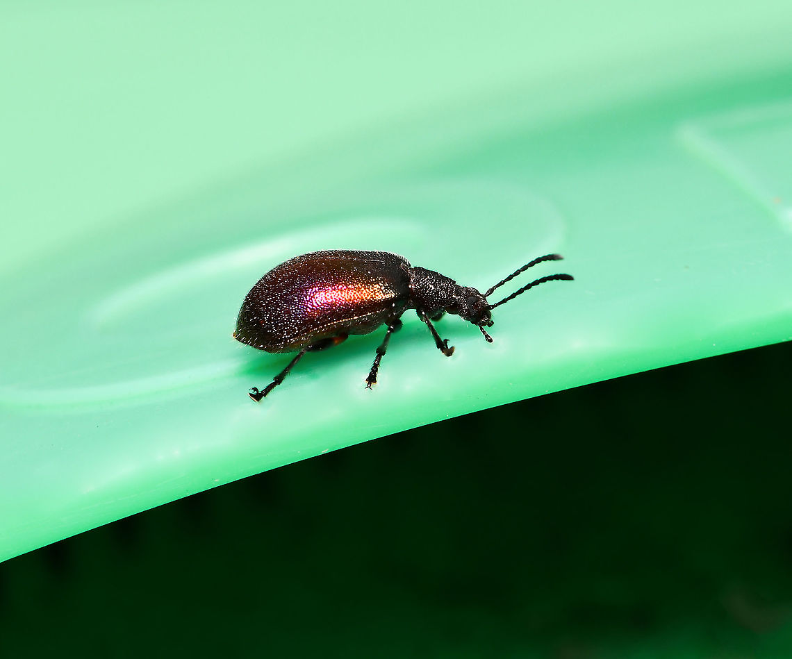 Ecnolagria sp. lateral Ecnolagria cf. tomentosa<br />
A Tenebrionid in the subfamily of long-jointed beetles, Lagriinae.<br />
<br />
20 mm length<br />
<br />
<figure class="photo"><a href="https://www.jungledragon.com/image/107598/ecnolagria_sp._anterior.html" title="Ecnolagria sp. anterior"><img src="https://s3.amazonaws.com/media.jungledragon.com/images/3314/107598_thumb.jpg?AWSAccessKeyId=05GMT0V3GWVNE7GGM1R2&Expires=1759968010&Signature=dF2Zi1bFkBtAph78Xr05XFJTZqQ%3D" width="200" height="156" alt="Ecnolagria sp. anterior Ecnolagria cf. tomentosa<br />
A Tenebrionid in the subfamily of long-jointed beetles, Lagriinae.<br />
<br />
20 mm length<br />
<br />
https://www.jungledragon.com/image/107599/ecnolagria_sp._dorsal.html<br />
<br />
https://www.jungledragon.com/image/107600/ecnolagria_sp._lateral.html<br />
<br />
 Australia,Coleoptera,Ecnolagria,Geotagged,Lagriinae,Summer,Tenebrionidae,arthropod,fauna,insect,invertebrate,macro,new south wales" /></a></figure><br />
<br />
<figure class="photo"><a href="https://www.jungledragon.com/image/107599/ecnolagria_sp._dorsal.html" title="Ecnolagria sp. dorsal"><img src="https://s3.amazonaws.com/media.jungledragon.com/images/3314/107599_thumb.jpg?AWSAccessKeyId=05GMT0V3GWVNE7GGM1R2&Expires=1759968010&Signature=%2BXNikIb%2FJlM3OXBe3yv6xHYIrmA%3D" width="200" height="164" alt="Ecnolagria sp. dorsal Ecnolagria cf. tomentosa<br />
A Tenebrionid in the subfamily of long-jointed beetles, Lagriinae.<br />
<br />
20 mm length<br />
<br />
https://www.jungledragon.com/image/107598/ecnolagria_sp._anterior.html<br />
<br />
https://www.jungledragon.com/image/107600/ecnolagria_sp._lateral.html Australia,Coleoptera,Ecnolagria,Geotagged,Lagriinae,Summer,Tenebrionidae,arthropod,fauna,insect,invertebrate,macro,new south wales" /></a></figure> Australia,Coleoptera,Geotagged,Lagriinae,Summer,Tenebrionidae,arthropod,fauna,insect,invertebrate,macro,new south wales