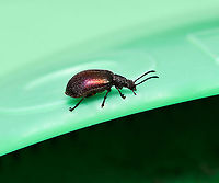 Ecnolagria sp. lateral Ecnolagria cf. tomentosa<br />
A Tenebrionid in the subfamily of long-jointed beetles, Lagriinae.<br />
<br />
20 mm length<br />
<br />
https://www.jungledragon.com/image/107598/ecnolagria_sp._anterior.html<br />
<br />
https://www.jungledragon.com/image/107599/ecnolagria_sp._dorsal.html Australia,Coleoptera,Geotagged,Lagriinae,Summer,Tenebrionidae,arthropod,fauna,insect,invertebrate,macro,new south wales