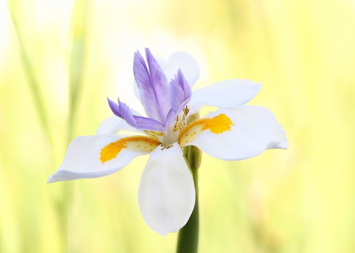 Dietes grandiflora These may be commonplace, but I find them to be very pretty. Native to South Africa and considered an environmental weed in some areas of the country here. <br />
<br />
Growing up to 120 cm x 90 cm. Flower diameter 10 cm.  Asparagales,Australia,Dietes grandiflora,Flora,Geotagged,Iridaceae,Macro,Spring,new south wales