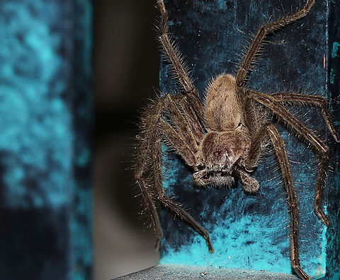 Isopeda villosa huntsman This chap was a lodger in my house a couple of years ago. Excellent pest control, I saw him munching on a cockroach or two over the couple of weeks he lived here. But, the time came when I had to take him outside after this shot - my daughter was visiting and after seeing him tucked away on this balluster as she climbed the stairs for bed - there was no way she would rest until he was outside. (No matter I told her there may be others, just because we can't see them, doesn't mean they aren't there hee hee). 

Male body length 40 mm Araneae,Australia,Geotagged,Huntsman Spider,Isopeda villosa,Sparassidae,Summer,arachnid,fauna,invertebrate,macro,new south wales