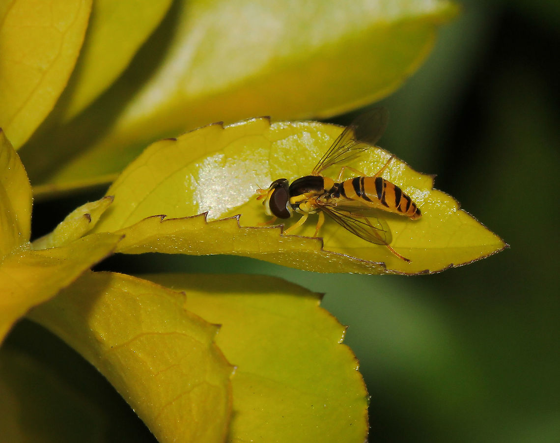 Sphaerophoria macrogaster A hoverfly, slender in form. <br />
<br />
10 mm length. Australia,Diptera,Geotagged,Sphaerophoria macrogaster,Spring,Syrphidae,arthropod,australia,fauna,hoverfly,insect,invertebrate,macro,new south wales