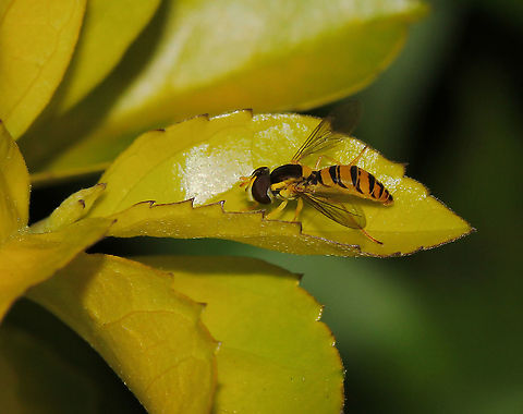 Sphaerophoria macrogaster A hoverfly, slender in form. 

10 mm length. Australia,Diptera,Geotagged,Sphaerophoria macrogaster,Spring,Syrphidae,arthropod,australia,fauna,hoverfly,insect,invertebrate,macro,new south wales