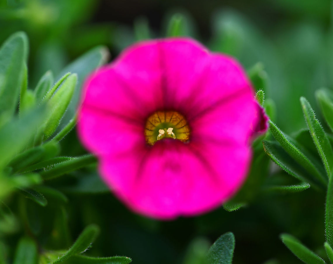 In to the eye of Calibrachoa Wide aperture for fun and sharp focus down in to the funnel of the Calibrachoa. This genus is closely related to Petunia.<br />
<br />
Flower diameter 25 mm.  Australia,Calibrachoa,Flora,Geotagged,Solanaceae,Solanales,Summer,macro,new south wales,pink flower