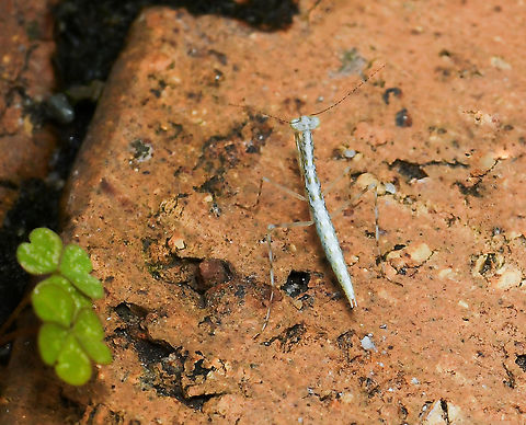 Snake mantis nymph This is the tiniest snake mantis nymph I've ever seen, no more than 20 mm body length!  The markings threw me at first in regard species as I've never seen any like that - but this has been confirmed by entomologists as Kongobatha diademata. I was told that many mantises will vary in colour, especially as nymphs, usually to do with their surroundings. 

I was only able to get this dorsal shot this time, but I think it shows the unique markings nicely.  Australia,Geotagged,Kongobatha diademata,Mantidae,Mantodea,Snake Mantis,Snake mantis,Summer,arthropod,fauna,insect,invertebrate,macro,new south wales,praying mantis nymph