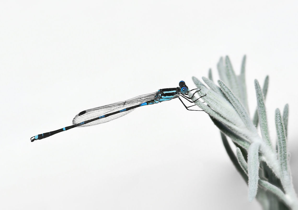 Damselfly blue on silver Lovely little wandering ringtail came to rest on the silver foliage of Eremophila nivea in my garden. <br />
<br />
Male 40 mm body length Australia,Austrolestes leda,Geotagged,Lestidae,Summer,Wandering Ringtail,arthropod,damselfly,fauna,insect,invertebrate,macro,new south wales