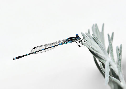 Damselfly blue on silver Lovely little wandering ringtail came to rest on the silver foliage of Eremophila nivea in my garden. 

Male 40 mm body length Australia,Austrolestes leda,Geotagged,Lestidae,Summer,Wandering Ringtail,arthropod,damselfly,fauna,insect,invertebrate,macro,new south wales