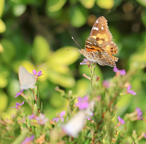 Australian painted lady Wingspan 50 mm Australia,Australian painted lady,Geotagged,Nymphalidae,Vanessa (Cynthia) kershawi,Vanessa kershawi,arthropod,butterfly,fauna,insect,invertebrate,macro,new south wales,summer