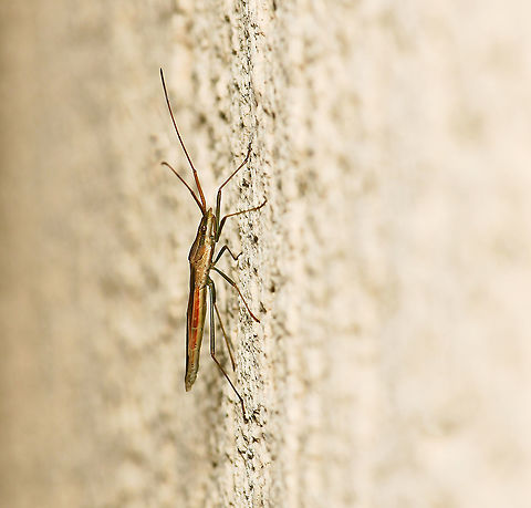 Mutusca brevicornis Mutusca brevicornis is a true bug with piercing and sucking mouth parts in family Alydidae, the broad-headed bugs. The Alydids are generally slender, elongate bugs that feed on either legumes or grasses. 

10 mm length

https://www.jungledragon.com/image/108028/mutusca_brevicornis.html Alydidae,Australia,Geotagged,Hemiptera,Mutusca brevicornis,Summer,arthropod,fauna,insect,invertebrate,macro,new south wales
