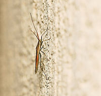 Mutusca brevicornis Mutusca brevicornis is a true bug with piercing and sucking mouth parts in family Alydidae, the broad-headed bugs. The Alydids are generally slender, elongate bugs that feed on either legumes or grasses. <br />
<br />
10 mm length<br />
<br />
https://www.jungledragon.com/image/108028/mutusca_brevicornis.html Alydidae,Australia,Geotagged,Hemiptera,Mutusca brevicornis,Summer,arthropod,fauna,insect,invertebrate,macro,new south wales