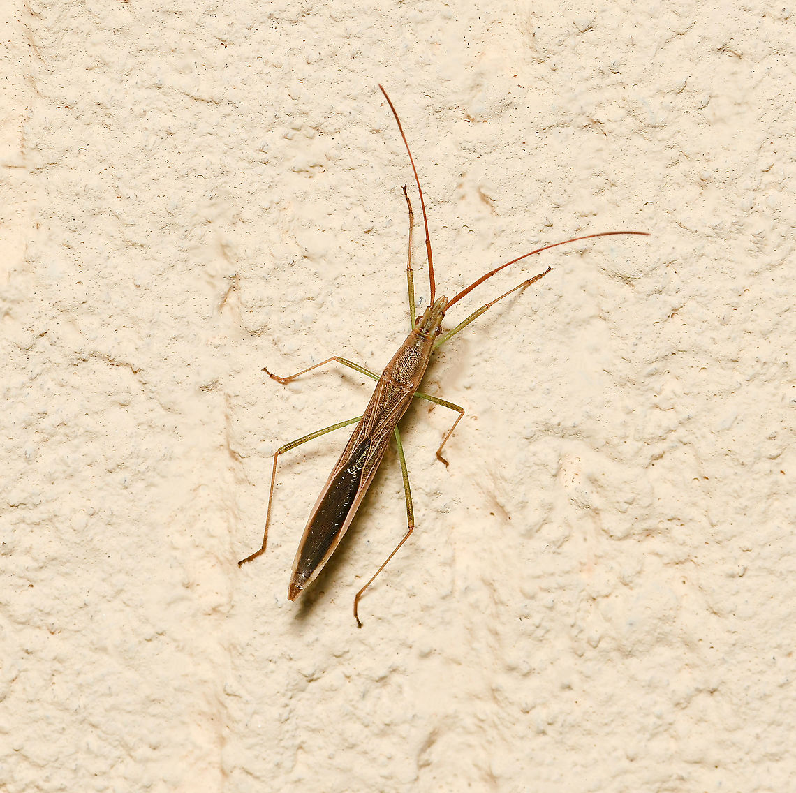 Mutusca brevicornis Mutusca brevicornis is a true bug with sucking mouth parts in family Alydidae, the broad-headed bugs. The Alydids are generally slender, elongate bugs that feed on either legumes or grasses.<br />
<br />
10 mm length<br />
<br />
<figure class="photo"><a href="https://www.jungledragon.com/image/108027/mutusca_brevicornis.html" title="Mutusca brevicornis"><img src="https://s3.amazonaws.com/media.jungledragon.com/images/3314/108027_thumb.jpg?AWSAccessKeyId=05GMT0V3GWVNE7GGM1R2&Expires=1759968010&Signature=3388CCjo7QEcXYeW%2Bt3ZuVUpRug%3D" width="200" height="192" alt="Mutusca brevicornis Mutusca brevicornis is a true bug with piercing and sucking mouth parts in family Alydidae, the broad-headed bugs. The Alydids are generally slender, elongate bugs that feed on either legumes or grasses. <br />
<br />
10 mm length<br />
<br />
https://www.jungledragon.com/image/108028/mutusca_brevicornis.html Alydidae,Australia,Geotagged,Hemiptera,Mutusca brevicornis,Summer,arthropod,fauna,insect,invertebrate,macro,new south wales" /></a></figure> Alydidae,Australia,Geotagged,Hemiptera,Mutusca brevicornis,Summer,arthropod,fauna,insect,invertebrate,macro,new south wales