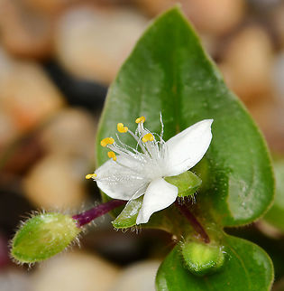 Tradescantia fluminensis Native to South America, Wandering Trad can now be found in many of our States across the country, preferring shaded moist situations such as wet sclerophyll forest, rainforest, riparian vegetation and creek banks. Wandering Trad does not set seed, all spread occurs from stem segments that will readily take root when in contact with the soil. 

NSW, Queensland and WA have it listed as an environmental weed. 

Flower 20 mm diameter Australia,Commelinaceae,Commelinales,Creeping Christian,Flora,Geotagged,Small-leaf Spiderwort,Summer,Tradescantia fluminensis,Wandering Jew,Wandering Trad,Wandering Willie,Water Spiderwort,macro,new south wales
