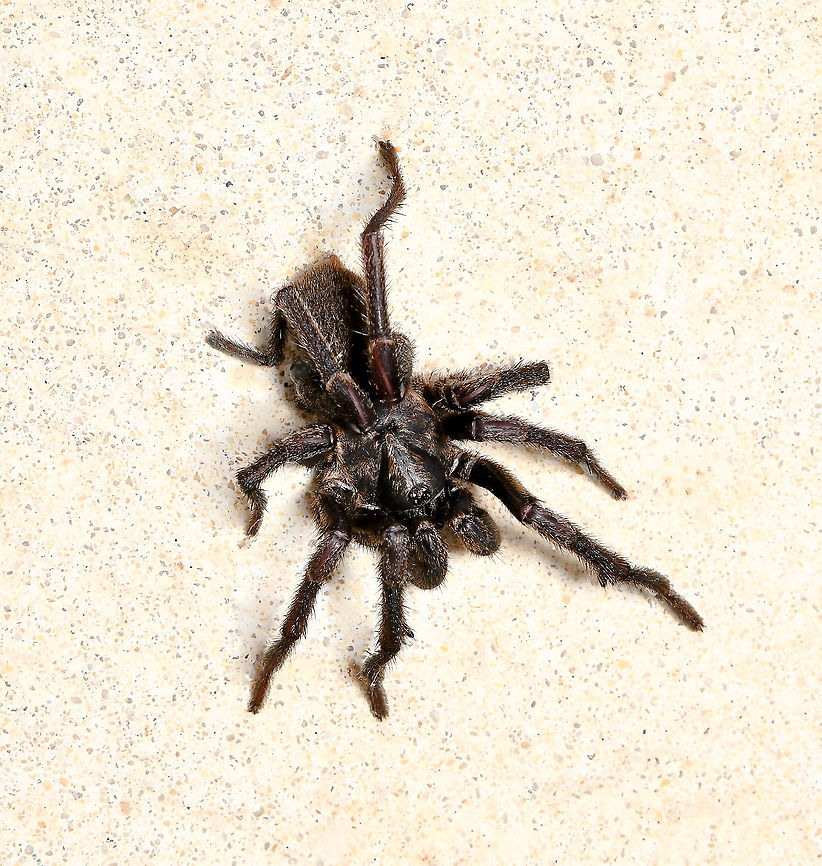 Arbanitis sp. trapdoor spider I found this spider clinging to my window fly-netting, exterior. Thought initially a male funnel web as I approached, but placed him on the patio tiles and I could see that was not his ID. He was weak and clearly on his last legs, but still defensive, raising the front legs and I could see his spurs visible in this image. <br />
<br />
He is a trapdoor spider in family Idiopidae and being a mygalomorph, exhibiting the similarity in appearance to a tarantula and our funnel web, also the defensive posturing, front legs raised etc. Totally out of place on the fly-netting &ndash; I took some shots then gently took him to some sheltered undergrowth beneath large conifers in the garden. I understand this is the time of year, high humidity, when male trapdoors are out looking for females and after mating, they die. <br />
<br />
Body length 20 mm Araneae,Arbanitis,Australia,Geotagged,Idiopidae,Mygalomorphae,Summer,arachnid,arthropod,fauna,invertebrate,macro,new south wales