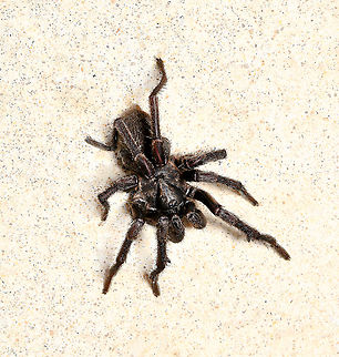 Arbanitis sp. trapdoor spider I found this spider clinging to my window fly-netting, exterior. Thought initially a male funnel web as I approached, but placed him on the patio tiles and I could see that was not his ID. He was weak and clearly on his last legs, but still defensive, raising the front legs and I could see his spurs visible in this image. 

He is a trapdoor spider in family Idiopidae and being a mygalomorph, exhibiting the similarity in appearance to a tarantula and our funnel web, also the defensive posturing, front legs raised etc. Totally out of place on the fly-netting &ndash; I took some shots then gently took him to some sheltered undergrowth beneath large conifers in the garden. I understand this is the time of year, high humidity, when male trapdoors are out looking for females and after mating, they die. 

Body length 20 mm Araneae,Arbanitis,Australia,Geotagged,Idiopidae,Mygalomorphae,Summer,arachnid,arthropod,fauna,invertebrate,macro,new south wales