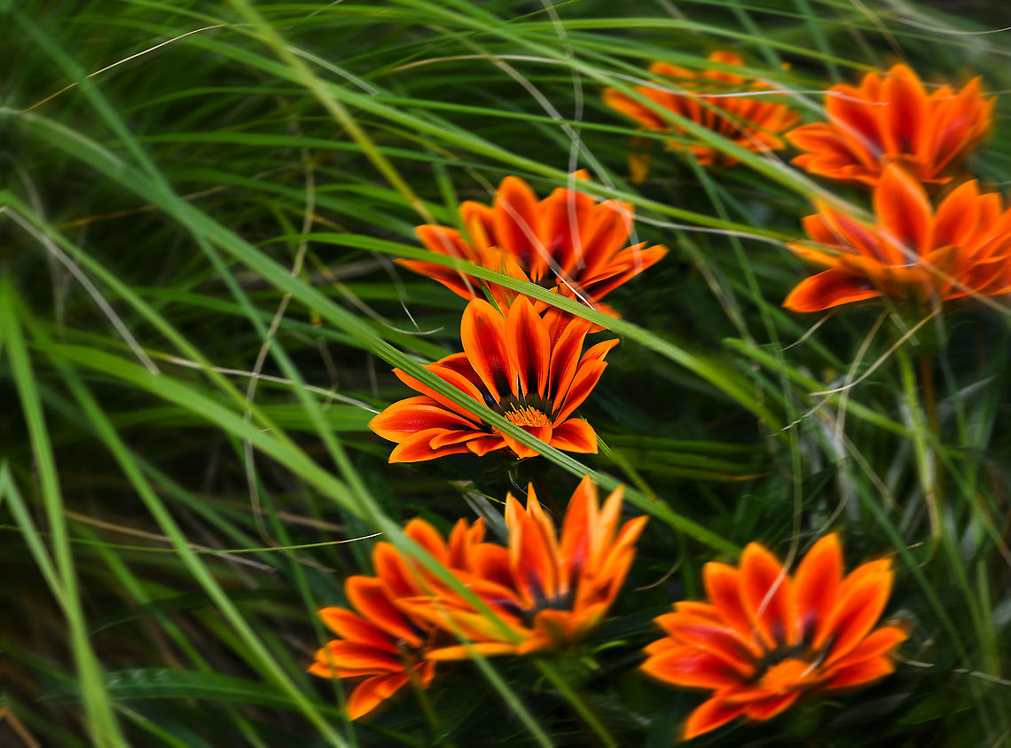 Gazania rigens on a windy day Native to South Africa. A perennial, herbaceous plant usually only growing 15-30 cm tall, very popular and widely grown. Numerous cultivars and hybrids of Gazania rigens are grown here in Australia. <br />
<br />
But now widely naturalised in the coastal districts of southern and eastern Australia and considered a weed of coastal sand dunes and headlands, urban bushland, roadsides, disturbed sites and waste areas.<br />
<br />
Seen here growing alongside Pennisetum alopecuroides, a grass native to Australia and Asia.  Asteraceae,Asterales,Australia,Gazania rigens,Geotagged,Summer,botany,flora,new south wales,orange flower