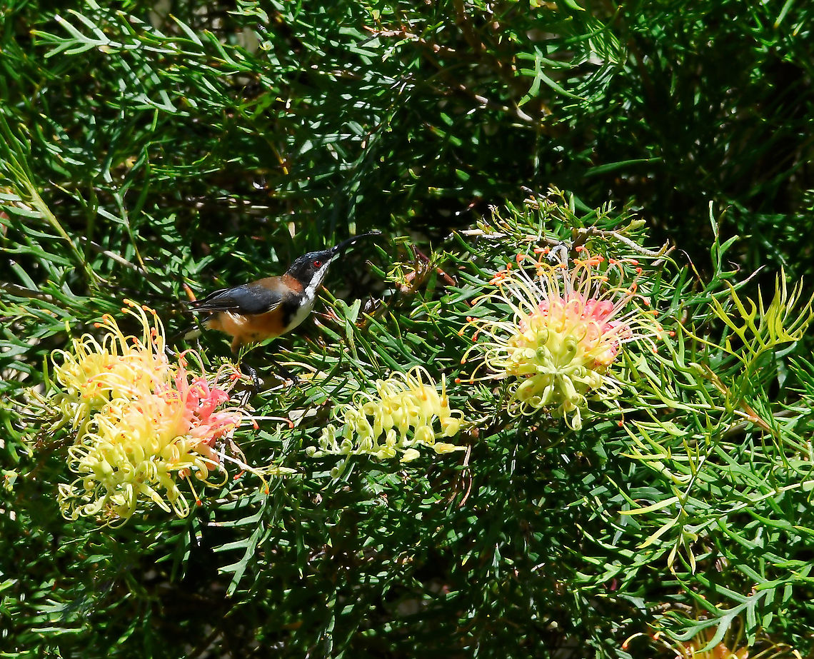 Eastern spinebill The Eastern spinebill inhabits shrubs in open eucalypt forests as well as shrubland, heathland and suburban gardens. These honeyeaters can also be seen actively darting about after flying insects. <br />
<br />
We don&#039;t have hummingbirds here in Australia, but with its diminutive size and hovering flight, this has a delightful similarity. <br />
<br />
Male 15 cm body length  Acanthorhynchus tenuirostris,Australia,Aves,Eastern Spinebill,Eastern spinebill,Geotagged,Meliphagidae,Passeriformes,Summer,fauna,new south wales,vertebrate