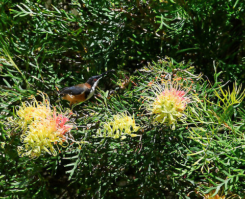 Eastern spinebill The Eastern spinebill inhabits shrubs in open eucalypt forests as well as shrubland, heathland and suburban gardens. These honeyeaters can also be seen actively darting about after flying insects. 

We don't have hummingbirds here in Australia, but with its diminutive size and hovering flight, this has a delightful similarity. 

Male 15 cm body length  Acanthorhynchus tenuirostris,Australia,Aves,Eastern Spinebill,Eastern spinebill,Geotagged,Meliphagidae,Passeriformes,Summer,fauna,new south wales,vertebrate